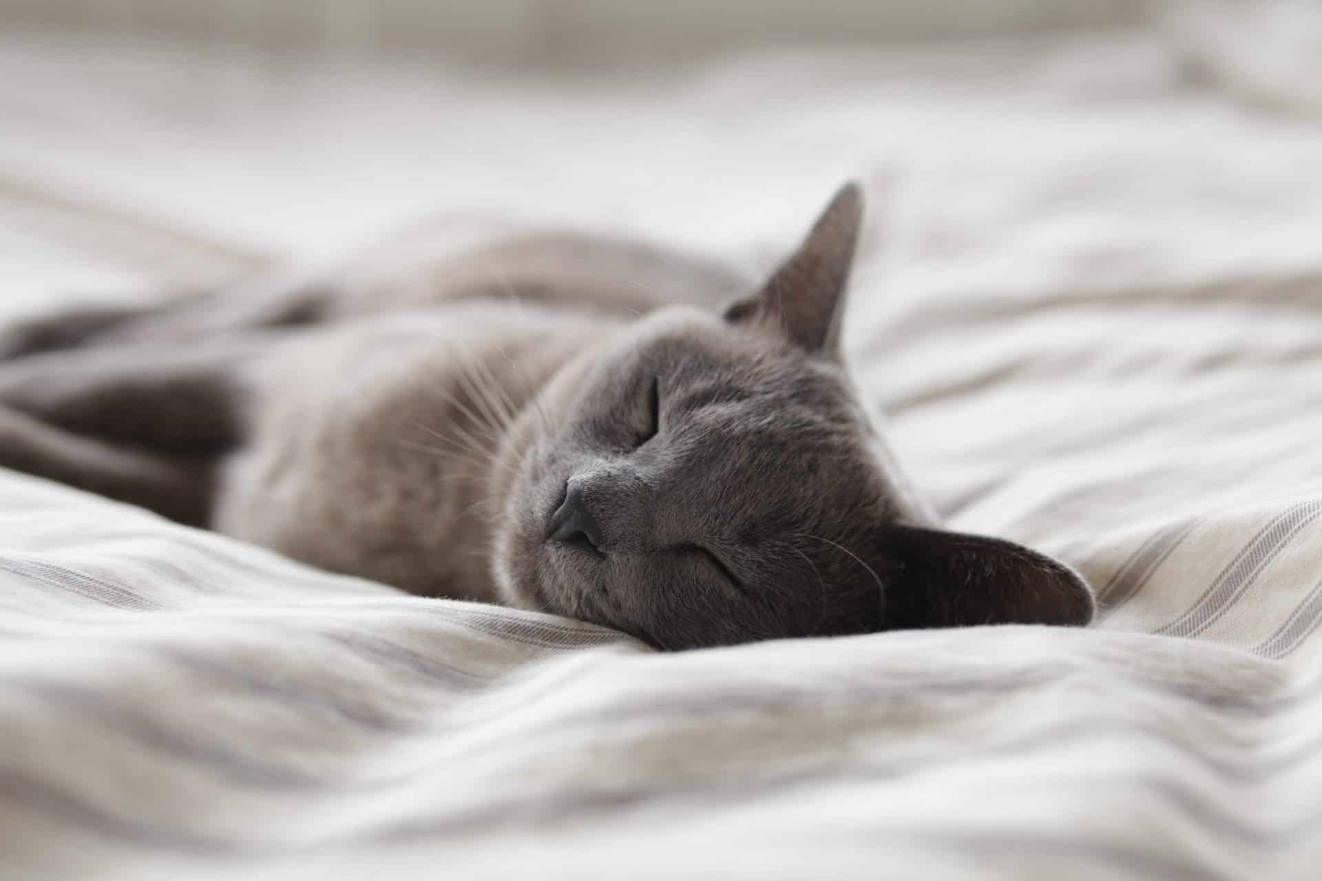 A grey cat sleeping peacefully on a bed.